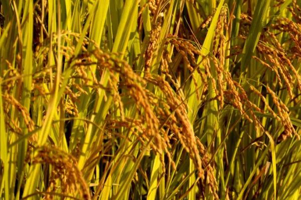 龙庆粳6水稻种简介，该品种主茎12片叶