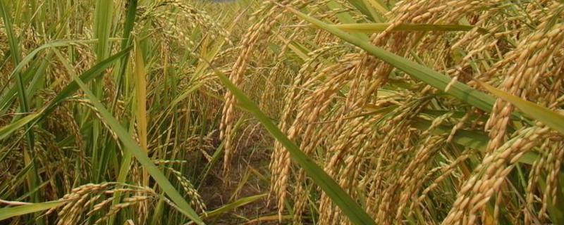 建航1715水稻种子特征特性，该品种主茎11片叶