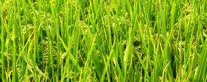 龙庆粳6水稻种简介，该品种主茎12片叶