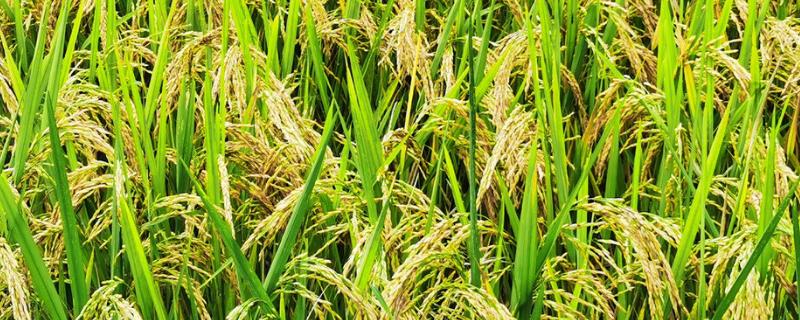 棱峰3水稻品种简介，该品种主茎11片叶