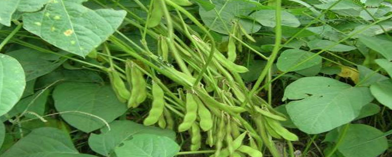 宝研8号大豆品种简介，该品种亚有限结荚习性