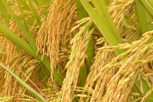 绥118146水稻种简介，香稻品种
