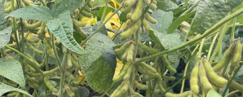 沁绿大豆种子特点，适时播种期3月下旬至5月上旬