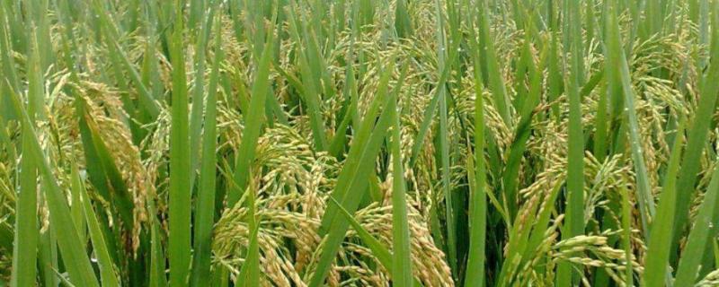 宝农407水稻种子简介，5月中下旬播种