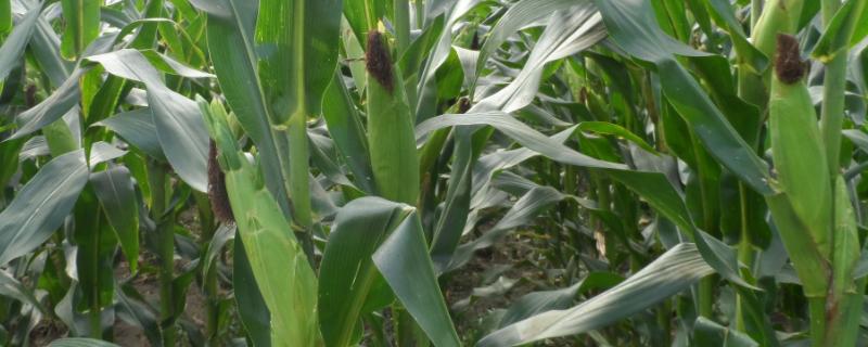 中江玉1501玉米种子特征特性，适宜密度每亩4500株左右