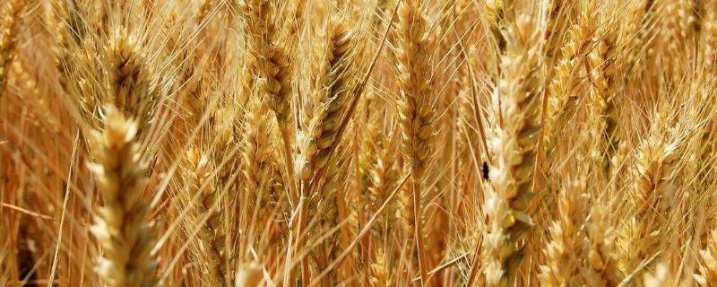 佳源麦1号小麦品种简介，属偏春性中熟小麦品种