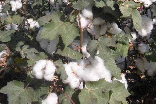 中棉所94A1822棉花种子介绍，每亩4000-6000株