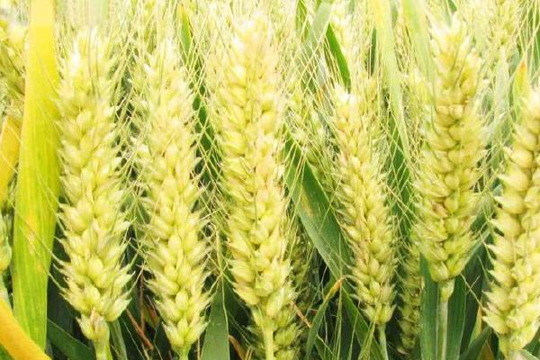 淮麦47小麦种简介，属半冬性中熟小麦品种
