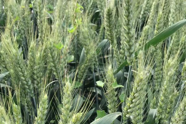 农麦156小麦品种简介，播种期