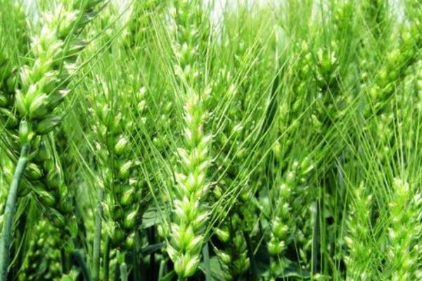 淮麦47小麦种简介，属半冬性中熟小麦品种