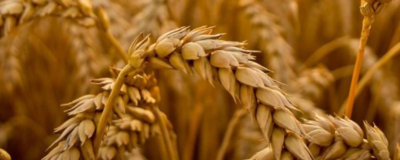 隆麦39小麦种子特征特性，中抗条锈病