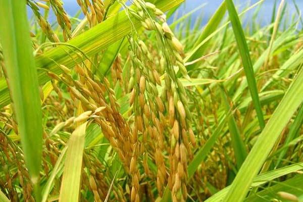 舜达135水稻种简介，该品种株高适中