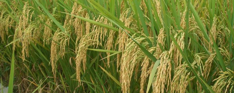 泰两优1413水稻种子特点，注意白叶枯病防治