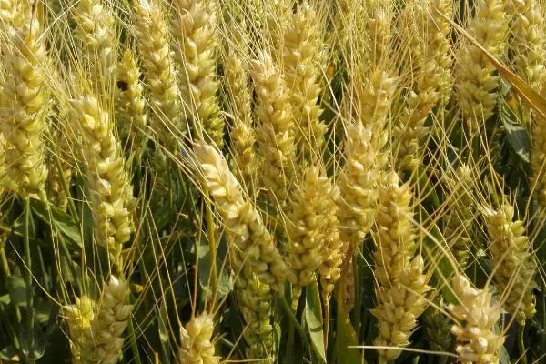 鲁研128小麦种简介，适宜播期为10月5日－25日