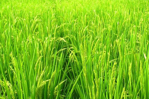 恒丰优粤禾丝苗水稻种子特征特性，播种量10-12千克