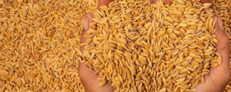 T两优1号水稻品种简介，全生育期为134.8天