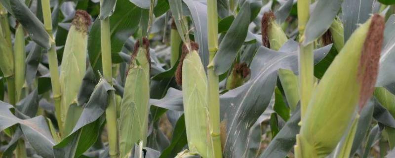 闽双色5号玉米种子特点，综合防治病虫害