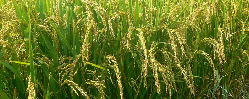 G两优6369水稻种子简介，每亩5万穴
