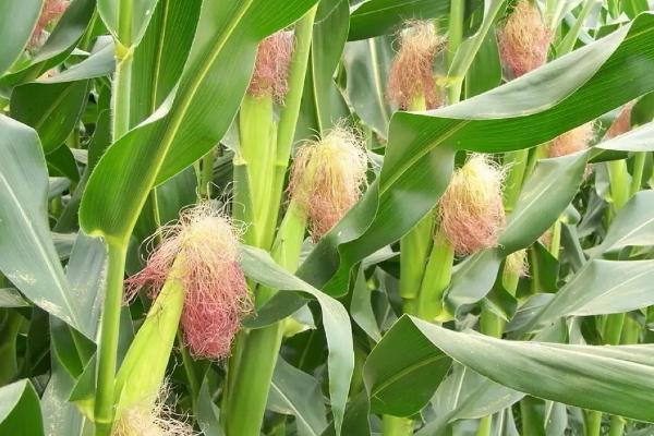 珍珍糯600玉米品种的特性，苗期及时防治地老虎