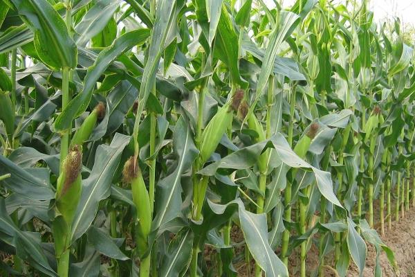 珍珍糯600玉米品种的特性，苗期及时防治地老虎