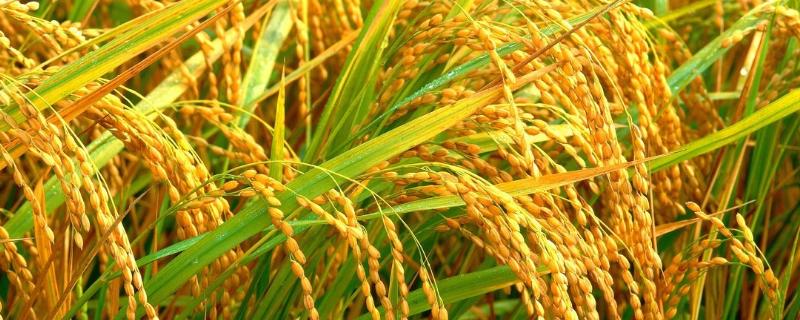 早籼402水稻种子特点，在重病区需强化稻瘟病防治