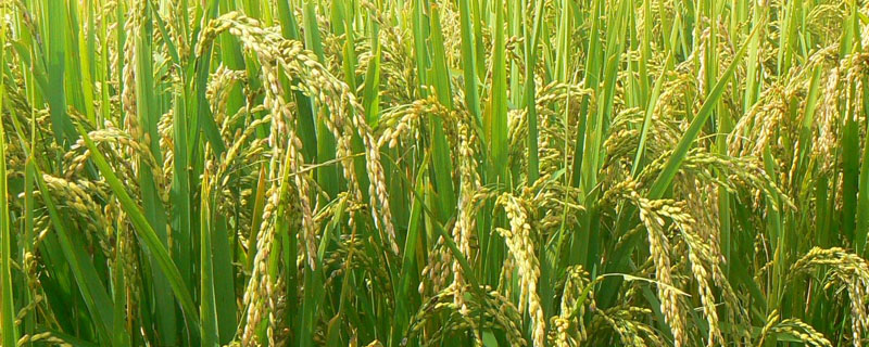 早籼406水稻品种简介，全生育期为108.4天