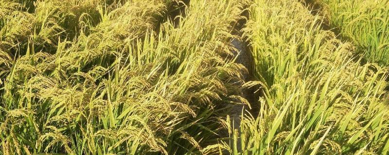 T两优4159水稻种子特点，注意及时防治病虫害