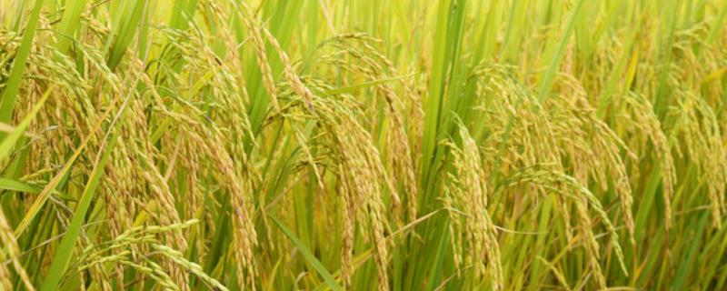 菁农S水稻种子简介，在福建泰宁6月上旬播种
