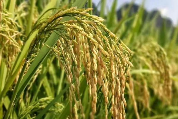 禾两优676水稻种子特征特性，每亩有效穗数14.2万
