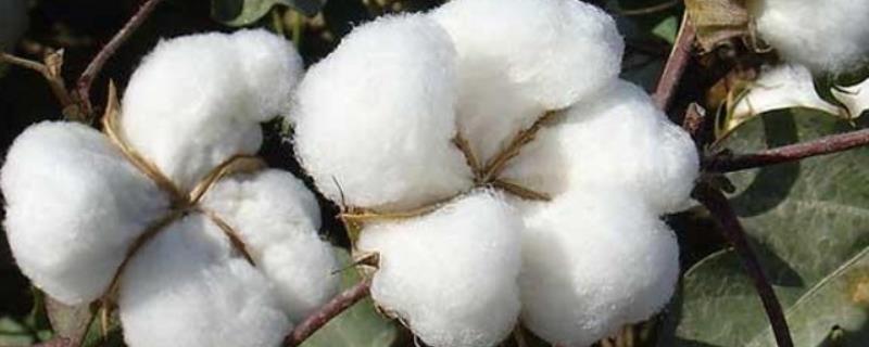 赣棉18号棉花种子特点，每亩定植1800株