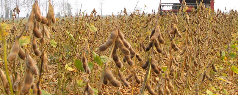 赣黑豆1号大豆品种简介，一般每亩留苗2.0万株左右