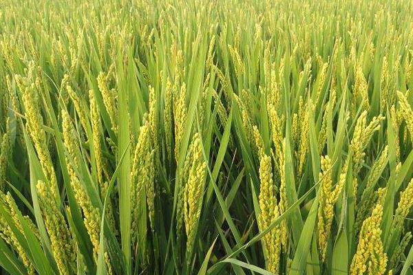 紫两优2262水稻种简介，大田用种量每亩1-1.5公斤