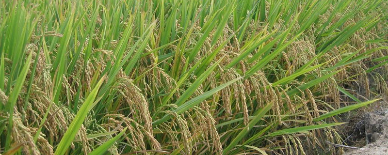 兵两优309水稻品种的特性，大田用种量每亩2.0公斤