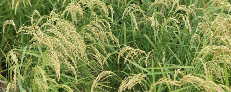 中佳早68水稻品种的特性，3月下旬播种