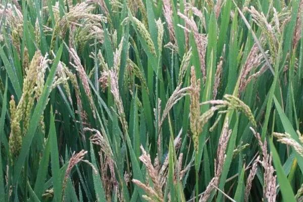 野香优海丝水稻品种简介，大田用种量每亩1.5公斤