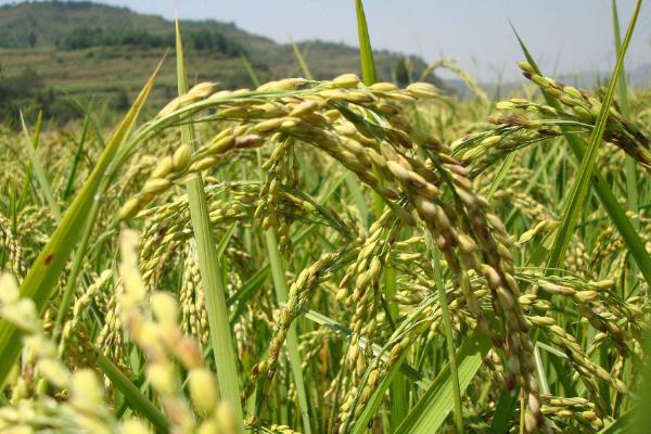 野香优海丝水稻品种简介，大田用种量每亩1.5公斤