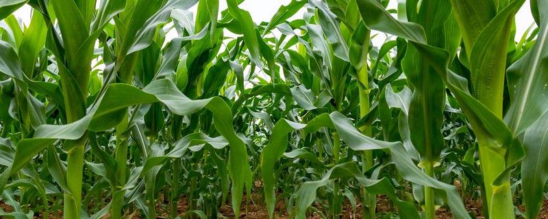 华良57玉米种简介，适宜密度为每亩4500株左右