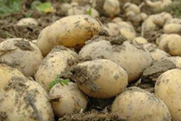 土豆存放温度多少为宜，适宜贮藏温度为0-5℃