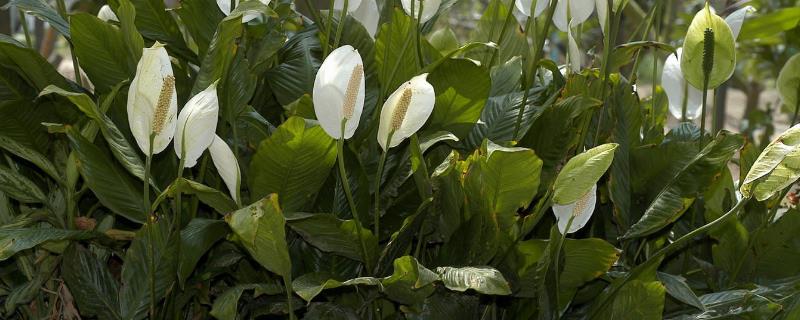 一帆风顺的开花时间，通常集中在5-8月份
