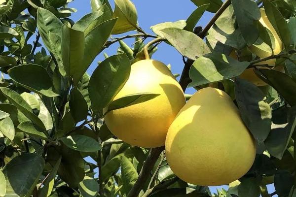 江西有的水果特产，常见的有杨梅、井冈蜜柚、荸荠等
