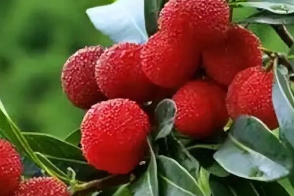 江西有的水果特产，常见的有杨梅、井冈蜜柚、荸荠等