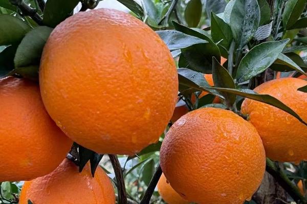 江西有的水果特产，常见的有杨梅、井冈蜜柚、荸荠等
