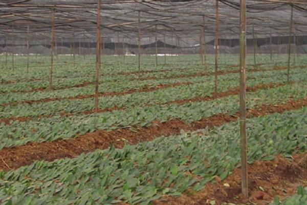 茶树的种植和管理技术，品种的选择很重要