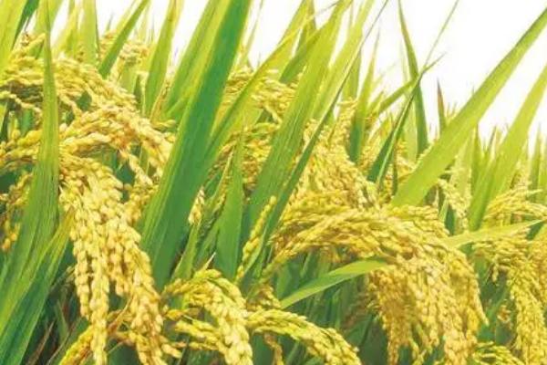 水稻亩产2000斤是否正常，农民种植一般达不到这个标准