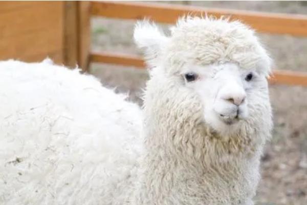 羊驼为什么会吐口水，是一种动物防卫的生理反应
