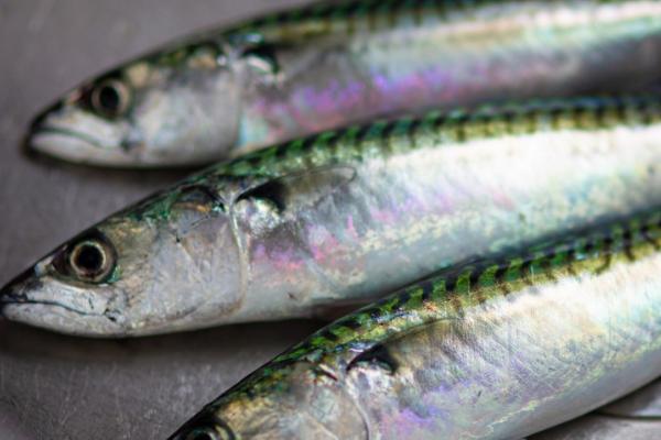 沙丁鱼吃什么，主要以海洋中的浮游生物为食