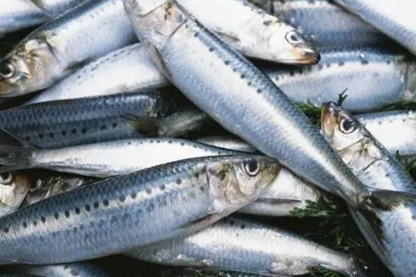 沙丁鱼吃什么，主要以海洋中的浮游生物为食