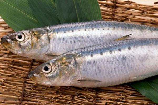 沙丁鱼吃什么，主要以海洋中的浮游生物为食