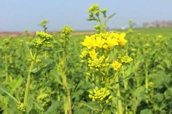 油菜如何种植，应重视基肥的施用
