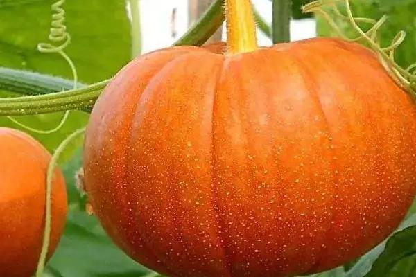 早春种什么蔬菜，可选择南瓜、芹菜、辣椒等